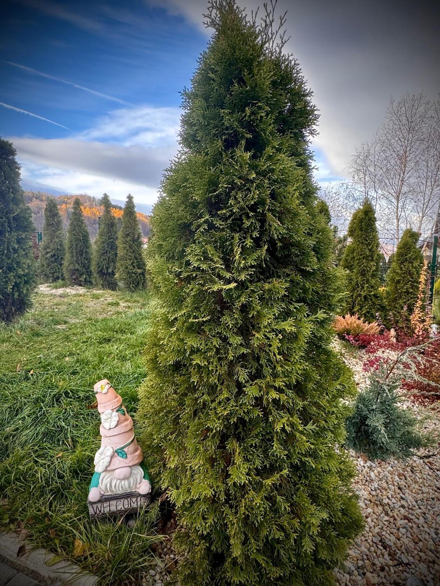 Sniezna - Karpacz * Sosnowka (Jelenia Gora)